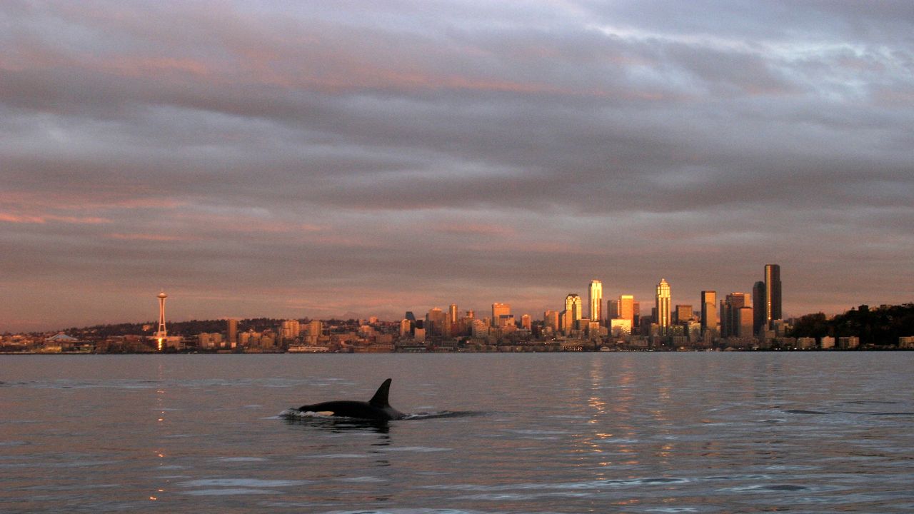 'More questions than answers': Experts baffled by Alaskan mammal-eating orcas spotted near Seattle