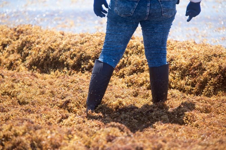 AI Reveals Explosive Growth of Floating Algae Across the World’s Oceans