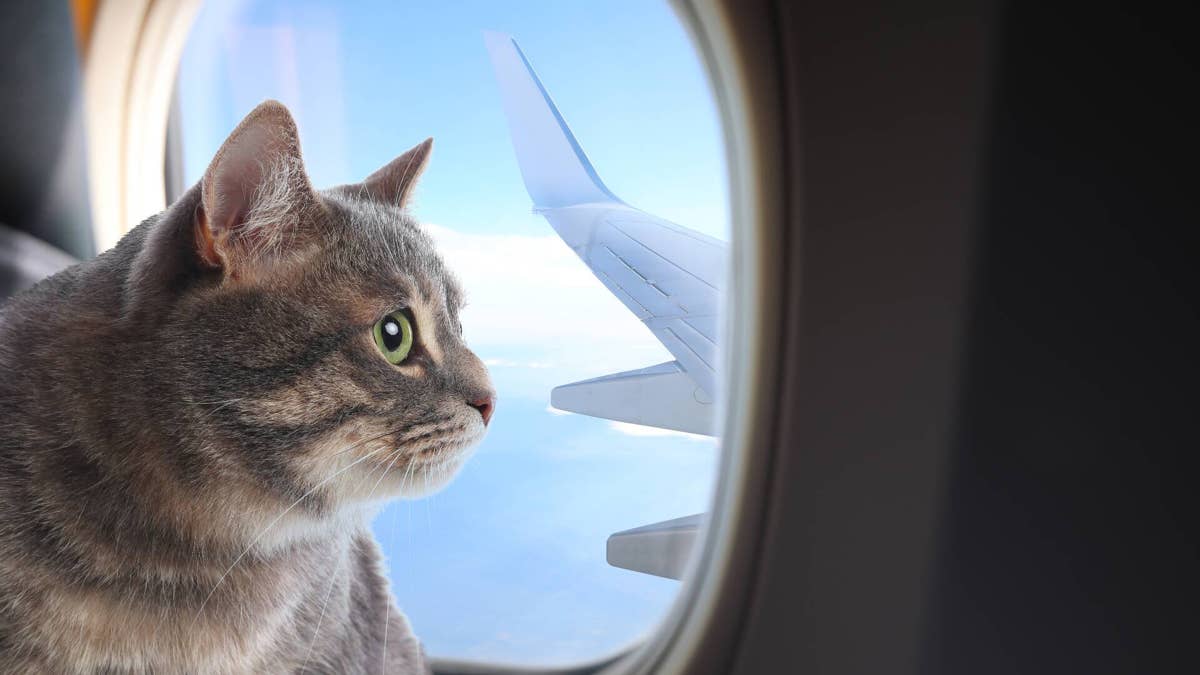 Travel company shuts down in bankruptcy, passengers stranded